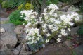 /album/galerie-kytek1/saxifraga-coccomb-jpg/